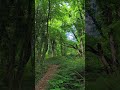 Forest Soft Green Hike Filmed #free #nature #forest #insaneruedigerstudios