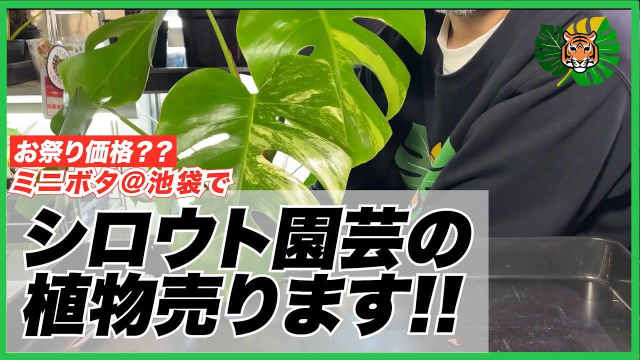 RARE PLANTS JAPAN] We will be selling plants from amateur