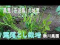 黒豆（丹波黒）の枝豆　葉おとし栽培　目指せ100品目　邑南町　駒川農園　21.8.14