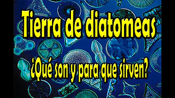 ¿Por que usan los cientificos a las diatomeas?