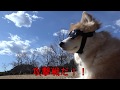 【サバゲー】犬用ゴーグル Airsoft