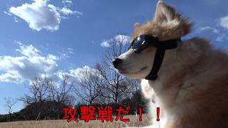 【サバゲー】犬用ゴーグル Airsoft