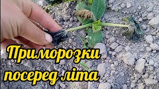 Приморозки посеред літа !!! Що на городі? Ми відбулись маленьким переляком. Будні села.