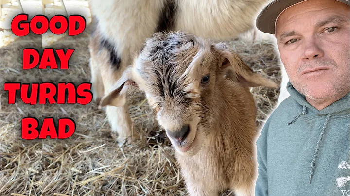 A Good Day On The Farm Turns Tragic