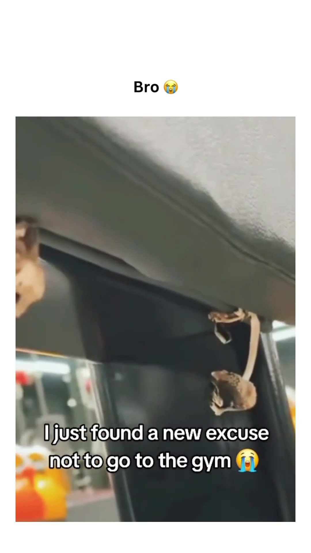 Funguskun not playing in the gym