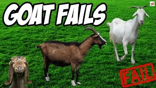 Funny Goat Fails Compilation by Random Videos 197,885 views 8 years ago 3 minutes, 51 seconds