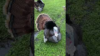Turkey hen on nest? How do I know? by Bruce Ryba 298 views 2 months ago 1 minute, 36 seconds
