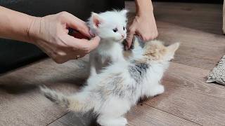 Anne, Küçük Kedi Yavrularıyla Oynuyor. Beş Kedi̇ Yavrusu.