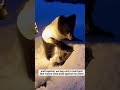 A tiny bear cub crashed through my cabin window #shorts