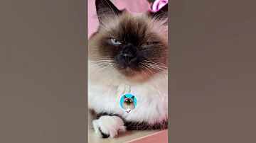 Как показать кошке свою любовь 😻