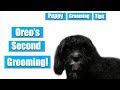 Puppy Grooming Tips | Oreo's Second Grooming