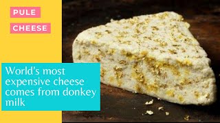 The rarest and the most expensive cheese - Pule cheese - Know more facts