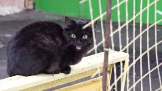 Black Kitten Meows On The Bench