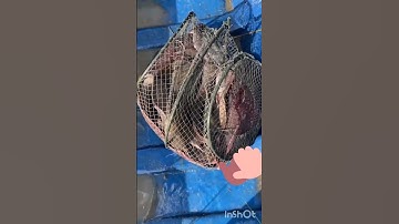 lờ cá cải tiến vành nhựa siêu nhại cá lóc cá trê các loại cá,,0787173592