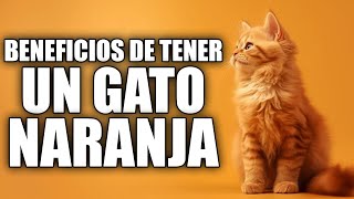 BENEFICIOS DE TENER UN GATO NARANJA EN CASA