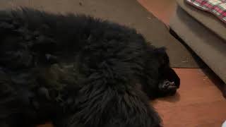 Newfoundland dog talks about being a Therapy Dog