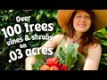 How We Created a Thriving Permaculture Food Forest on .03 Acres