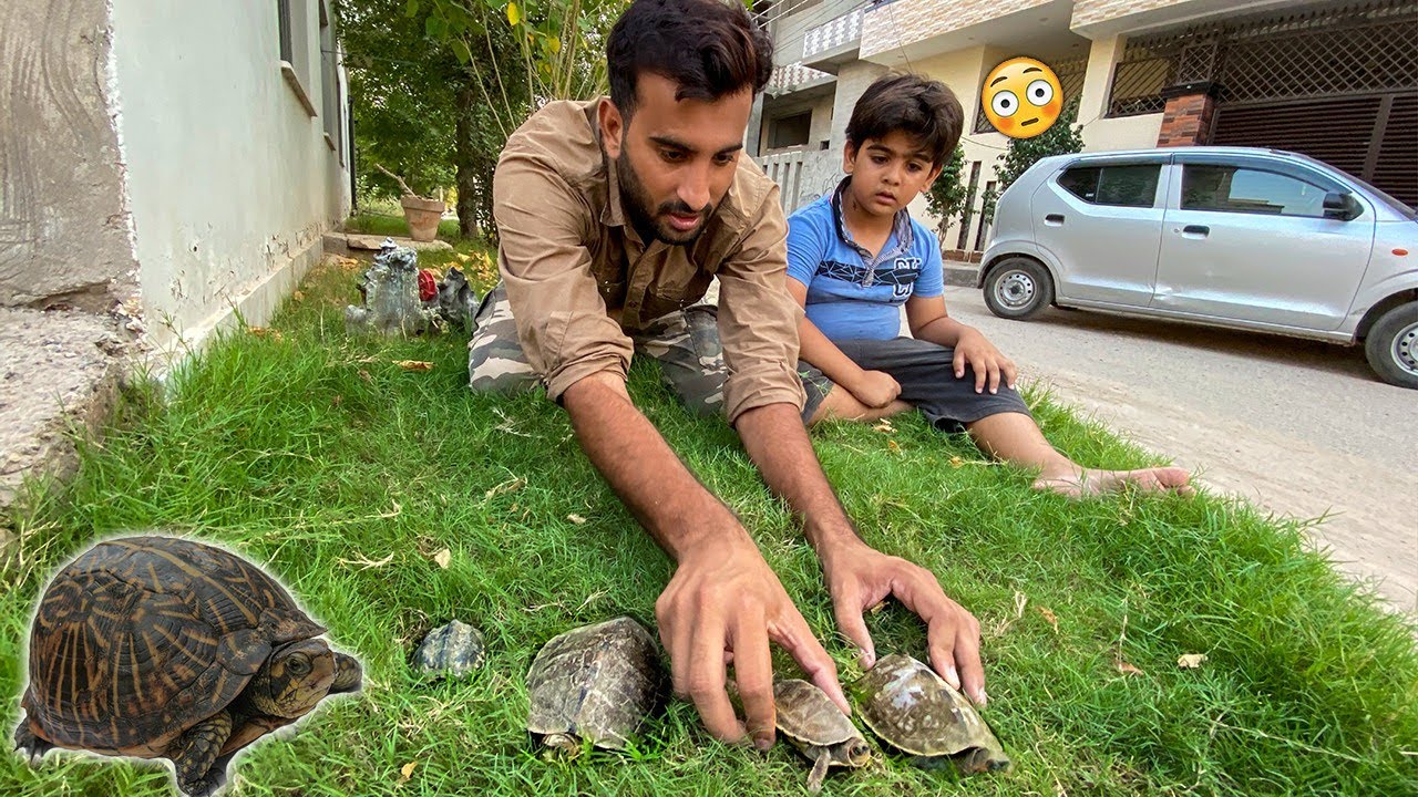 I get this question a lot and I think it's because even though he has ... |  Tortoise Pet | TikTok