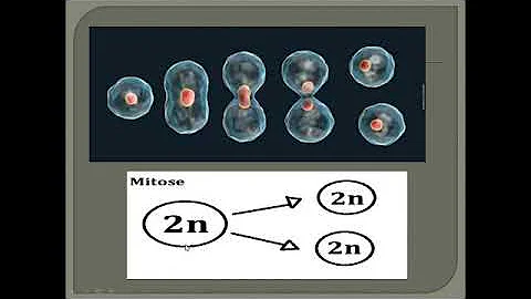 Qual sua função mitose?