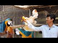 Manka Ko Mango Pasand Nahi Hai / Birds Open Aviary / Help For The Physically Challenged Man.