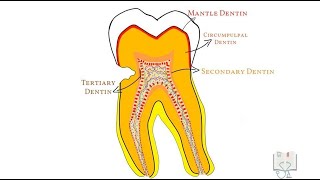 Classification of Dentin