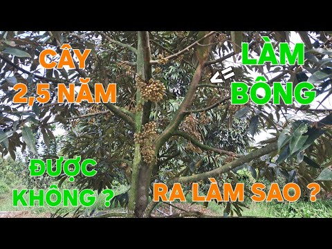 CÂY 2 NĂM RƯỠI LÀM BÔNG: ĐƯỢC KHÔNG ? SẼ NHƯ THẾ NÀO ? @SAURIENGMIENTAY