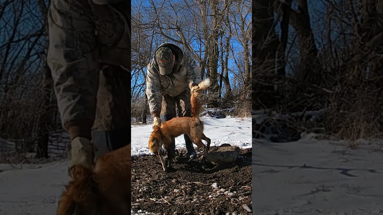 MAD FOX RELEASE Shorts Trapping Release Duke