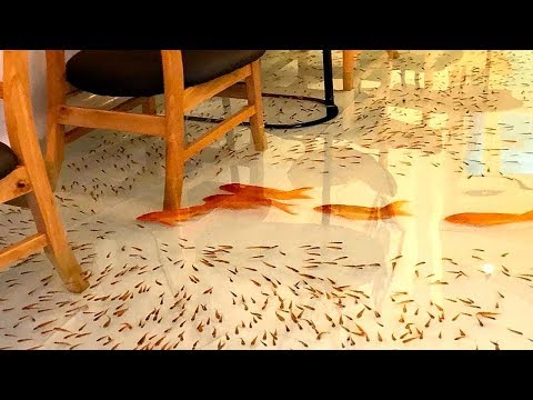 DANS CE RESTAURANT LES POISSONS NAGENT AUTOUR DE VOS PIEDS