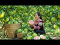 A single mother living in the forest harvests giant pomelos to sell at the village market.