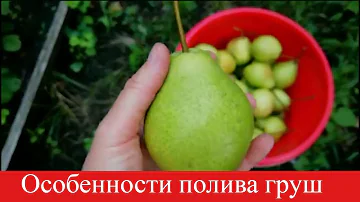 Как часто поливать грушу /САЖЕНЦЫ И ВЗРОСЛЫЕ ДЕРЕВЬЯ