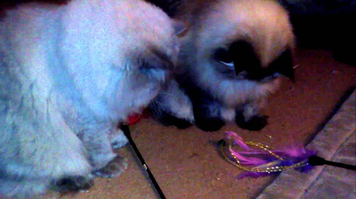 Video 11821901: himalayan cat