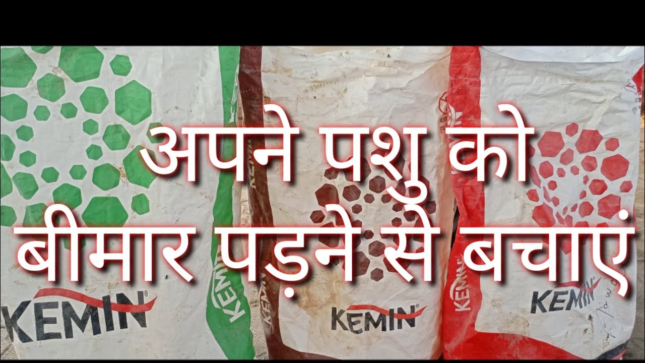 Pashu ko bimar hone se bachayen, ejju dairy farm bihar