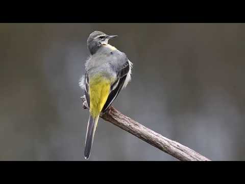 toilette-de-bergeronnette-des-ruisseaux.