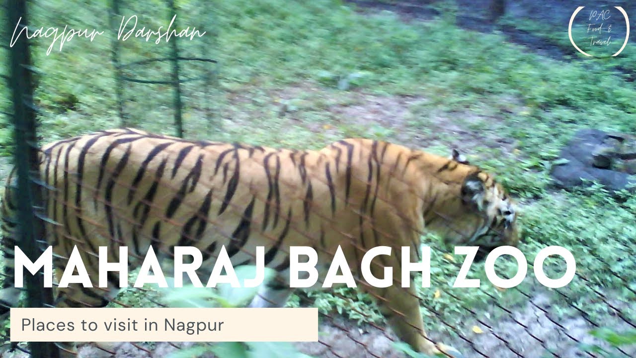 Tiger in Maharaj Bagh Zoo & Garden 1 | Places to visit in Nagpur | Nagpur Darshan - YouTube