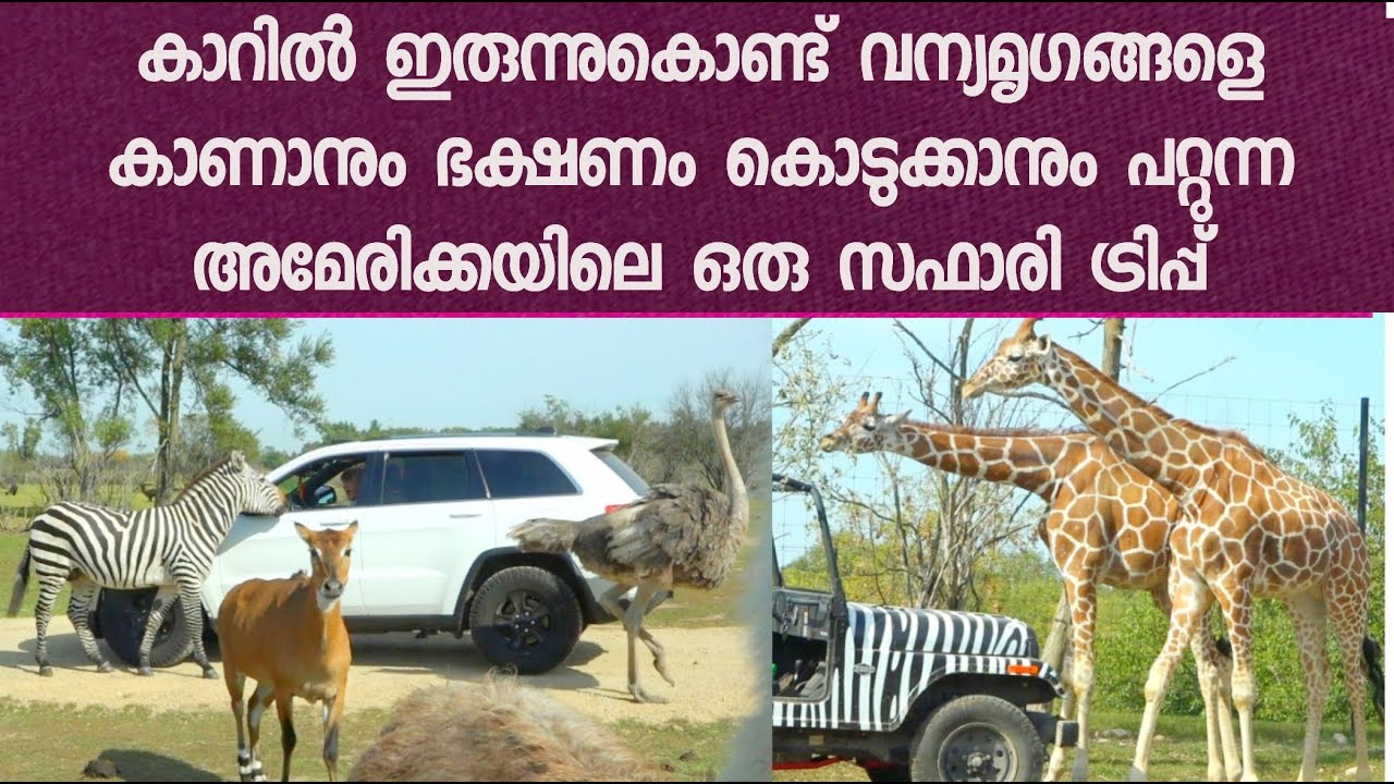 Feeding wild animals from own car Wild Safari Lake Geneva Safari