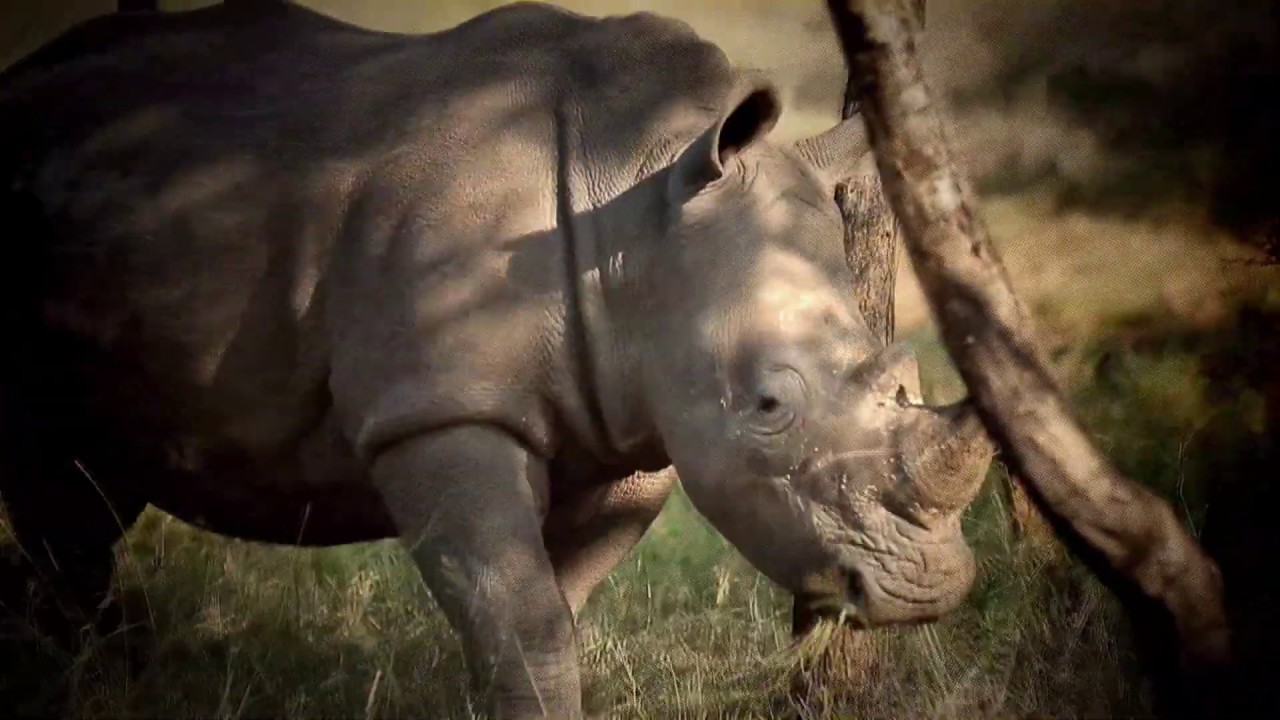 Câmera Record desvenda os mistérios da savana africana