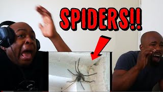 TRY NOT TO LOOK AWAY CHALLENGE (SPIDER EDITION) *99% FAIL* Reaction