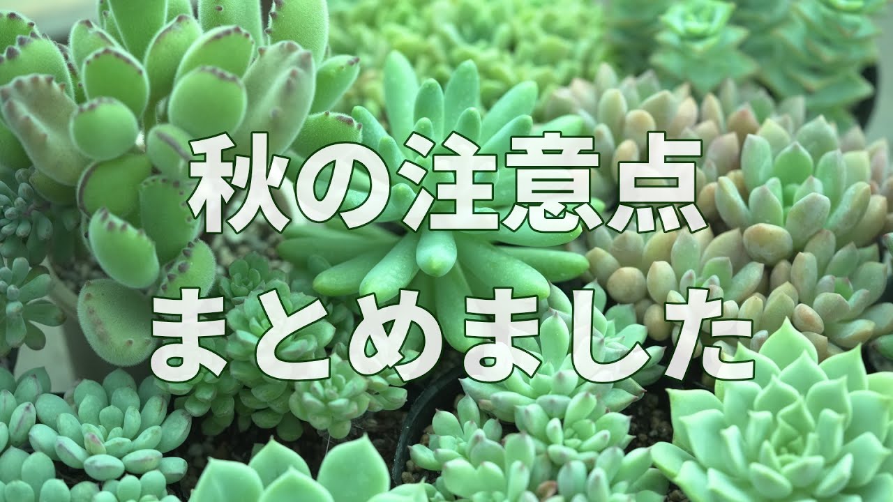 594 [Succulents] How to Place, Water, and Grow - YouTube