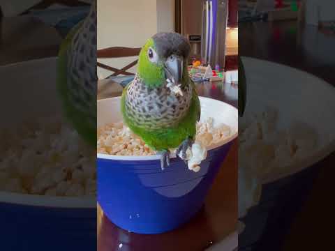 Cute Conure parrot guards the popcorn bowl