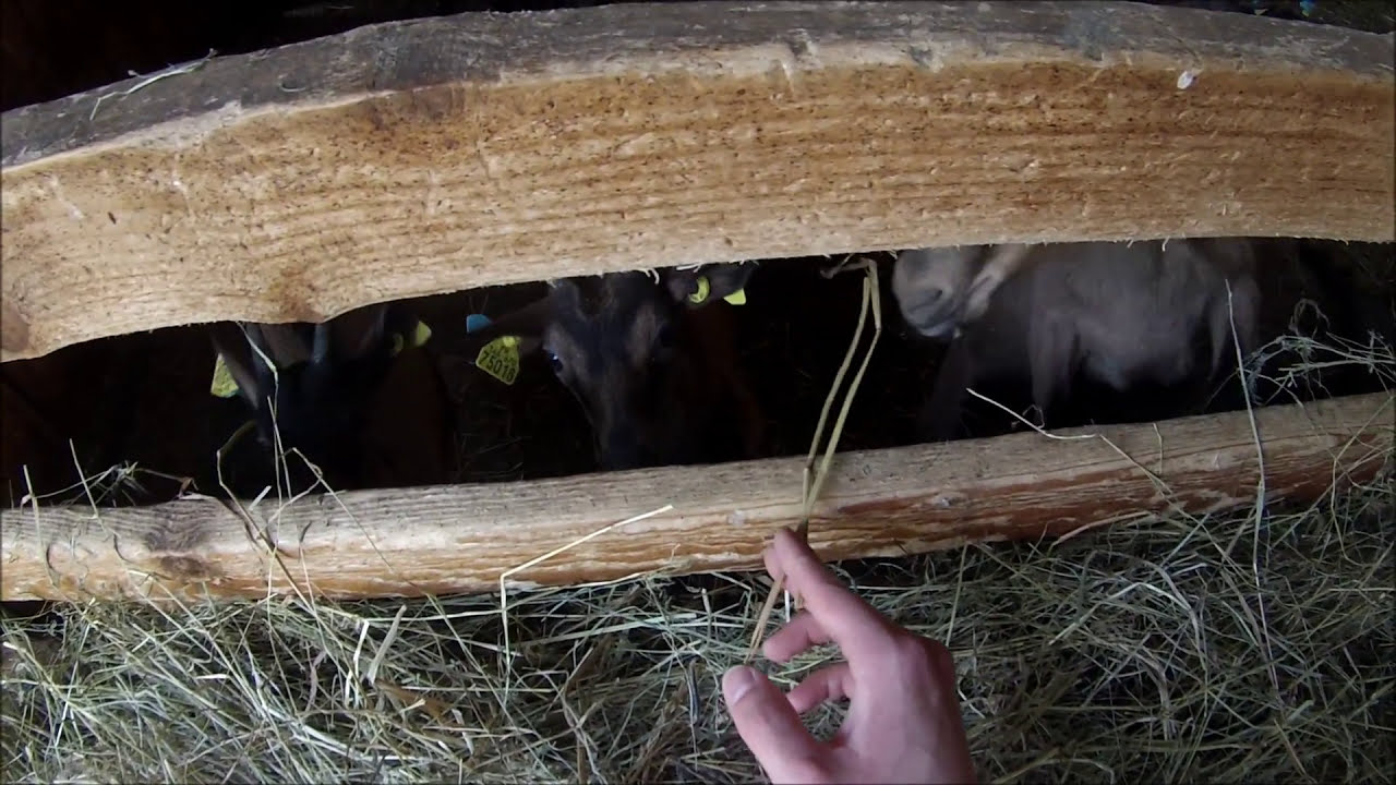 Alimentation Chevrettes Alpines de 3 mois