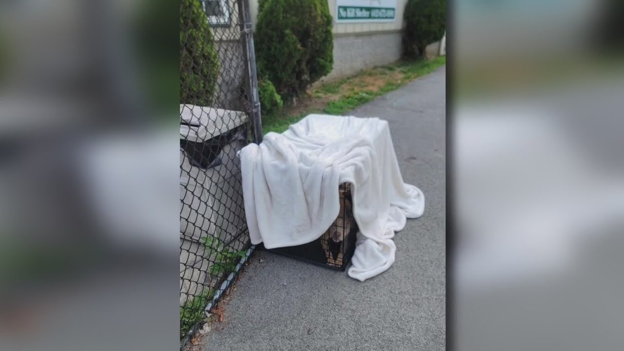Dog abandoned in crate outside Pittsburgh-area shelter during heat wave ...