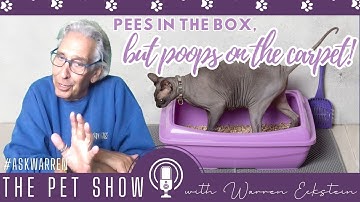 CAT Poops Outside the Box!