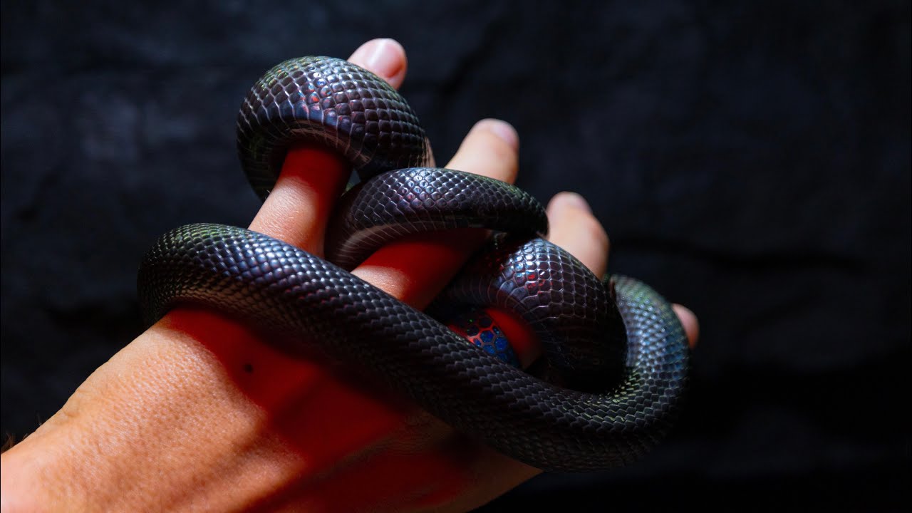 My Controversial 120 Gallon Mexican Black Kingsnake Enclosure Explained in Detail