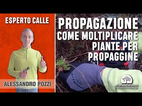 Video: Metodi di propagazione di Pieris - Scopri come e quando propagare una pianta di Pieris