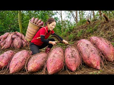 Harvesting Giant Purple Wild Yams in the Forest to Sell | Their Amazing Benefits Revealed
