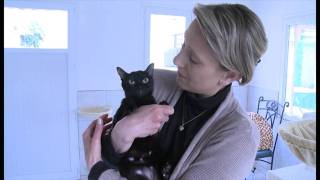 Bombay Et Burmese Youtube