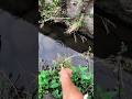 #Fishing #mancing #foryou #RiverFishing #Microfishing #OutdoorLife #catchandrelease #bangfaizwoi