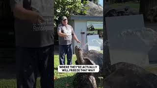 Fun Fact About Giant Tortoises 🐢