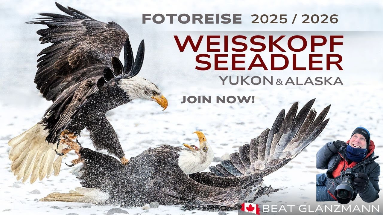Exklusive Weißkopfseeadler-Fotoreise – 11 Tage Wildlife-Fotografie in Alaska & Kanada!