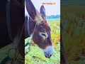 روتا ہوا گدھا The Saddest Donkey Ever Hansom Donkey Of My Village Sad روتا ہوا گدھا The Saddest Donkey Ever Hansom Donkey Of My Village Sad